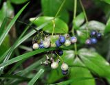 Caulophyllum robustum