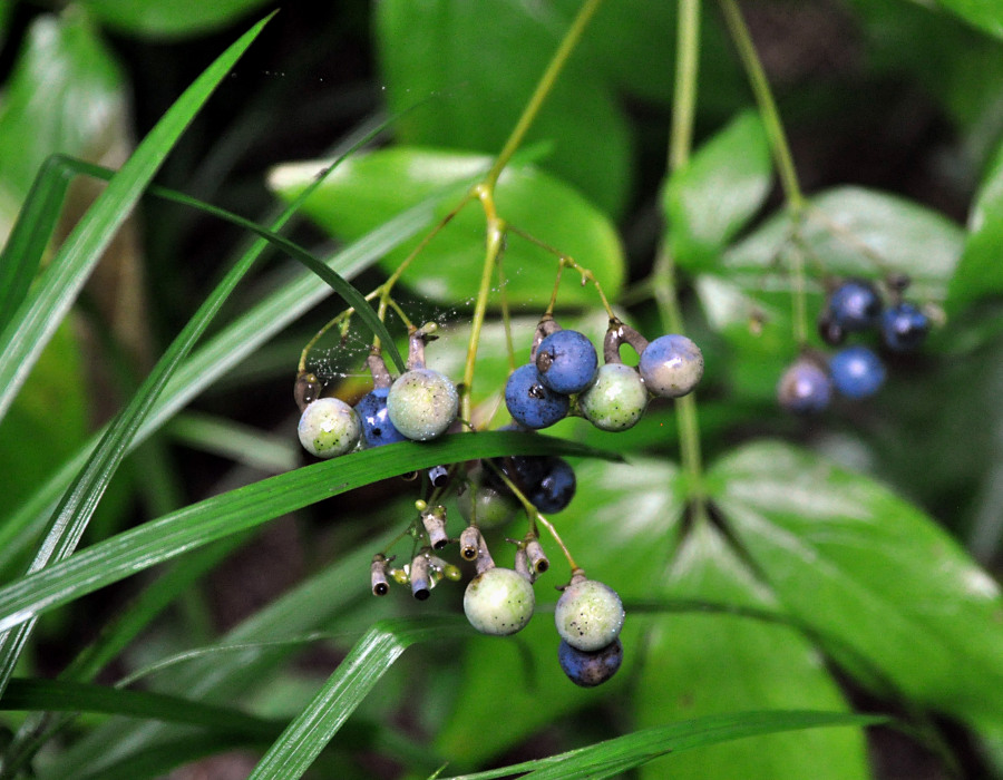 Image of Caulophyllum robustum specimen.