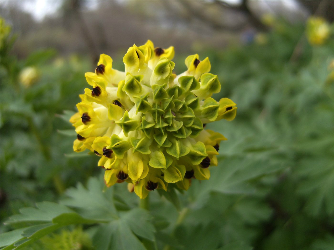 Image of Corydalis nobilis specimen.