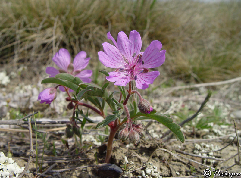 Image of Geranium tuberosum specimen.