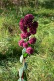 Hylotelephium triphyllum. Верхушка цветущего растения. Челябинская обл., окр. г. Челябинск, Золотая горка, небольшая влажная низинка в берёзовом лесу. 21.08.2015.