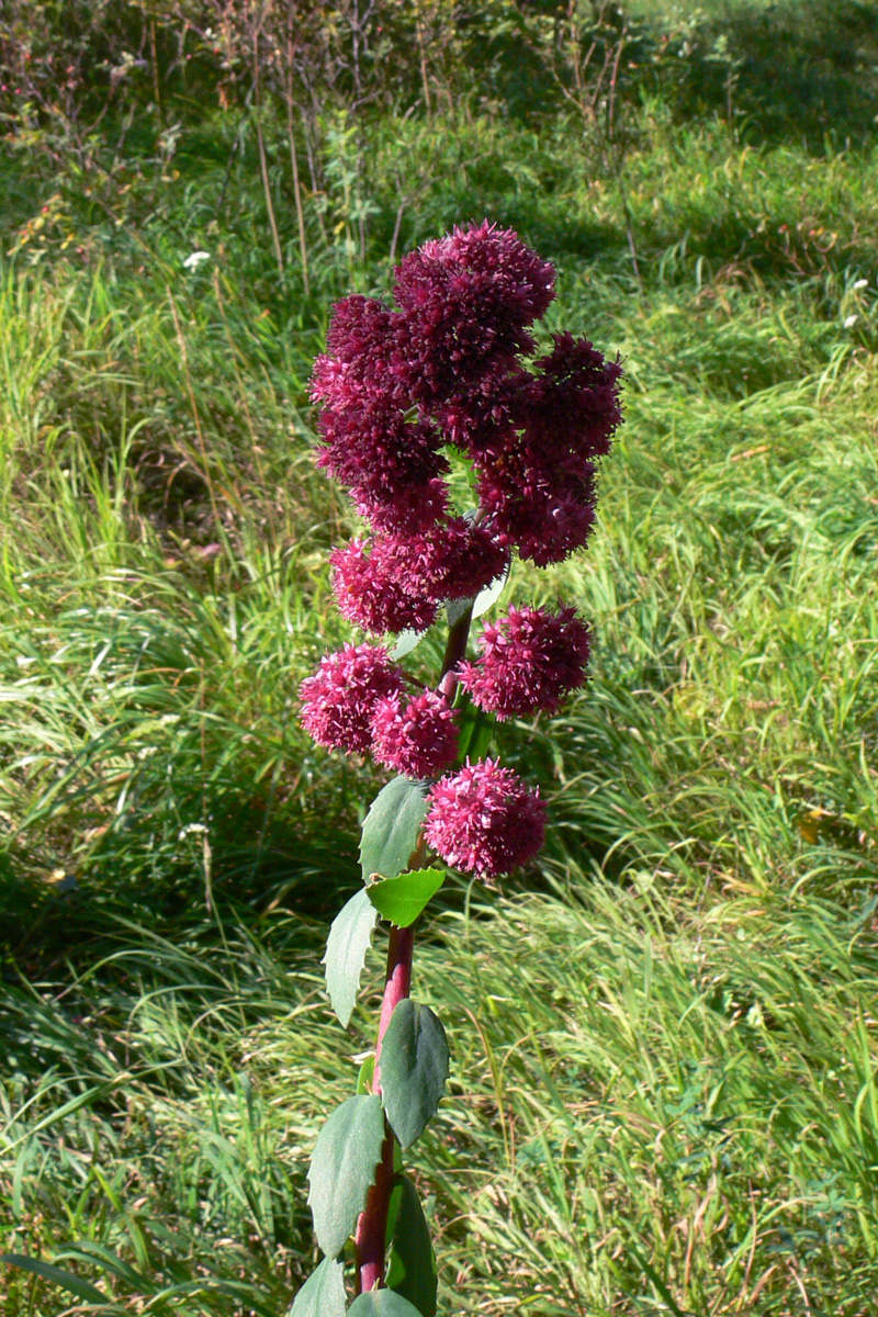 Изображение особи Hylotelephium triphyllum.