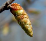 Carpinus orientalis