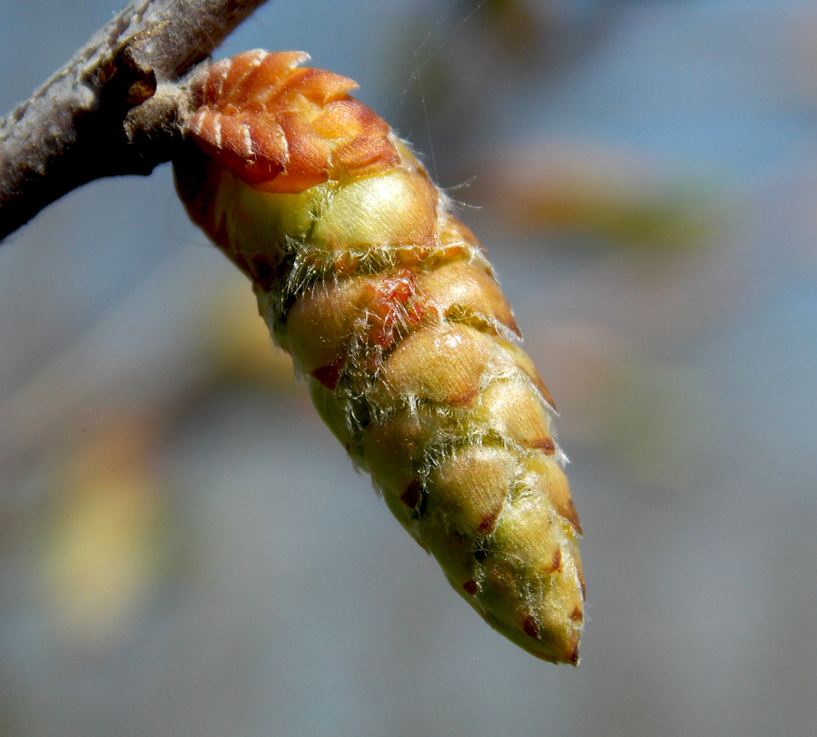 Изображение особи Carpinus orientalis.