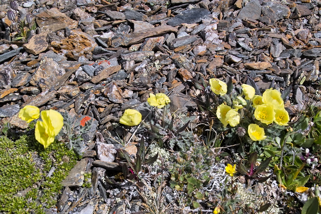 Изображение особи род Papaver.