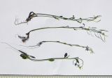 Arabidopsis thaliana