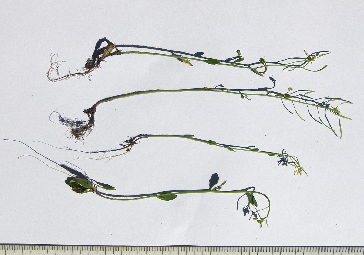 Image of Arabidopsis thaliana specimen.