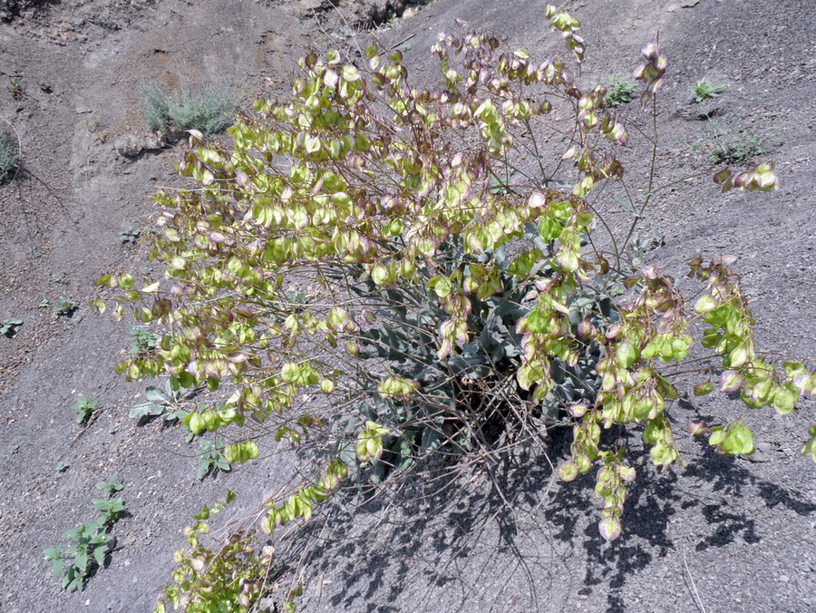 Image of Isatis latisiliqua specimen.