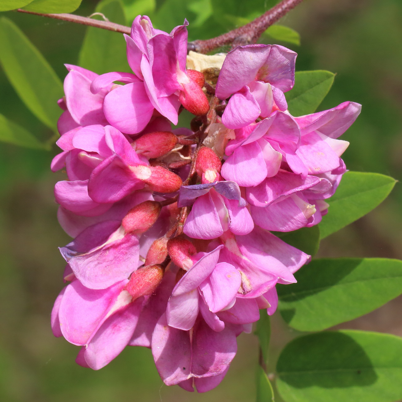 Image of Robinia neomexicana specimen.