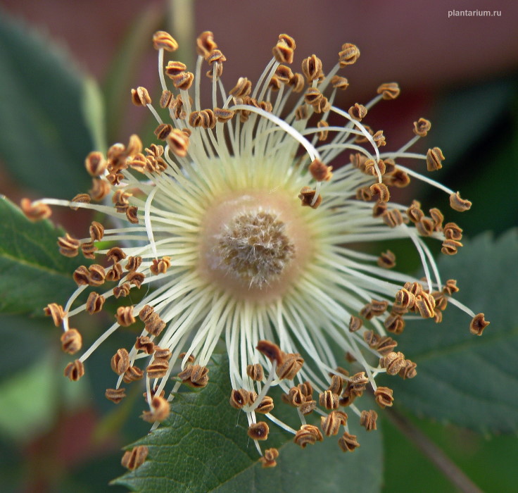 Image of Rosa afzeliana specimen.