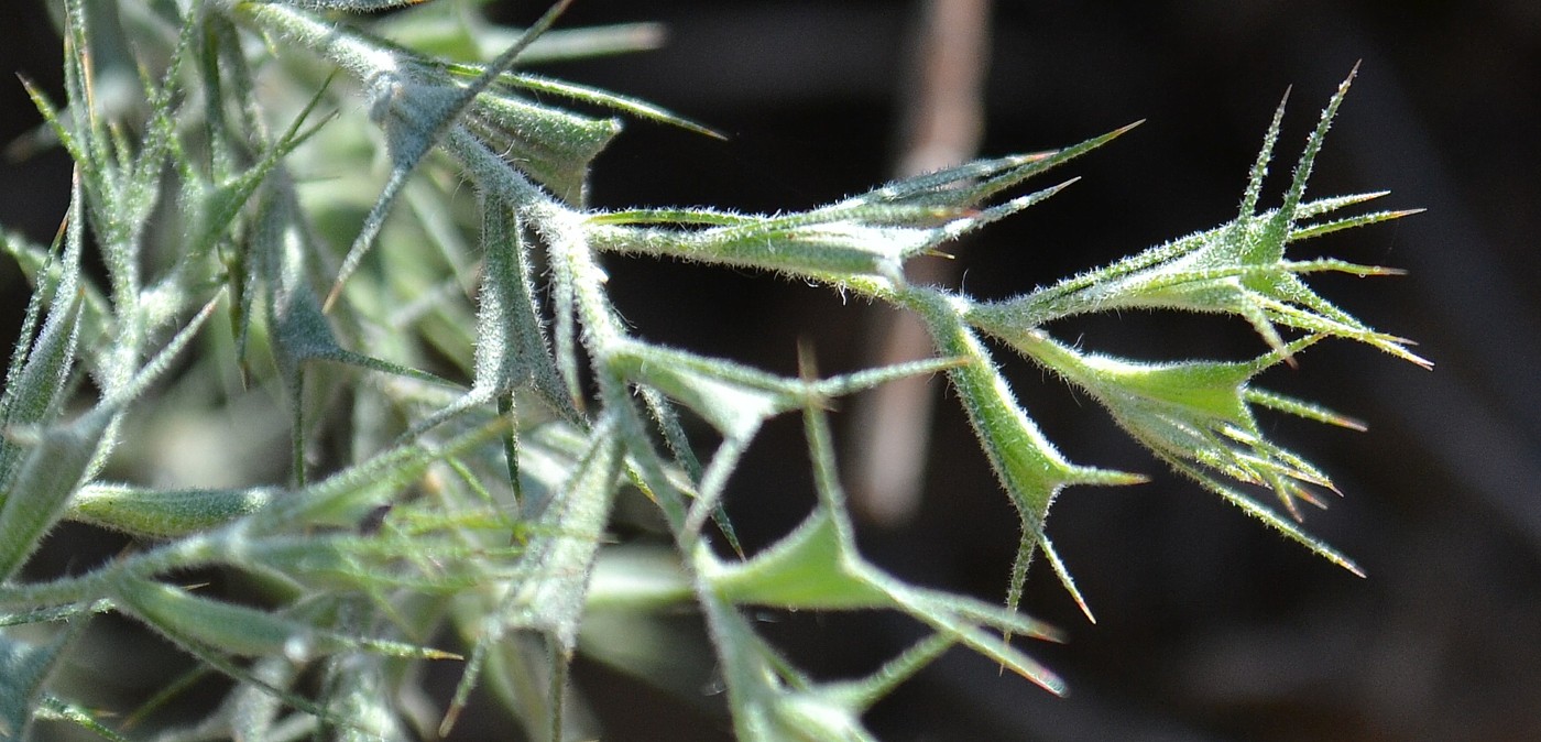 Image of Ceratocarpus arenarius specimen.