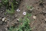 genus Papaver