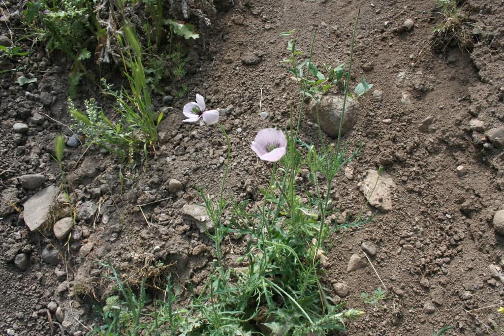 Изображение особи род Papaver.