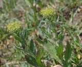 Cardaria draba