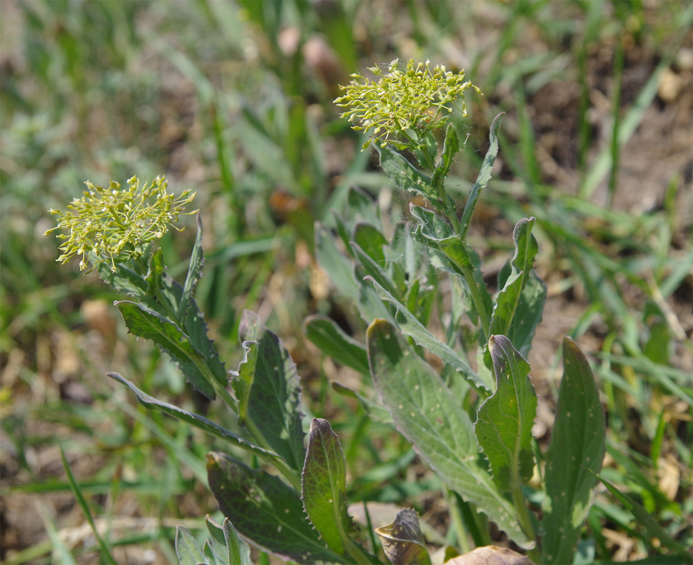 Image of Cardaria draba specimen.