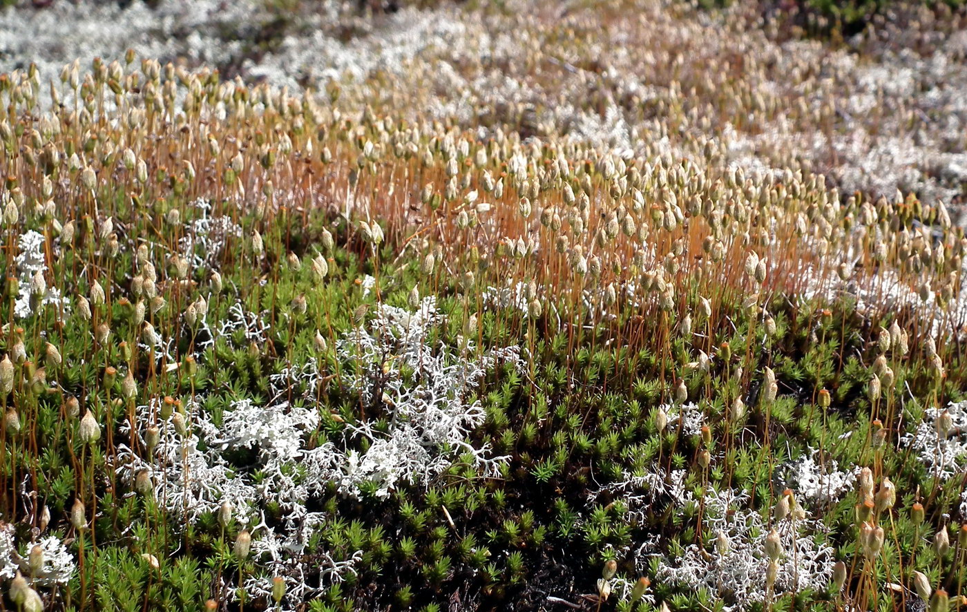 Изображение особи Polytrichum strictum.