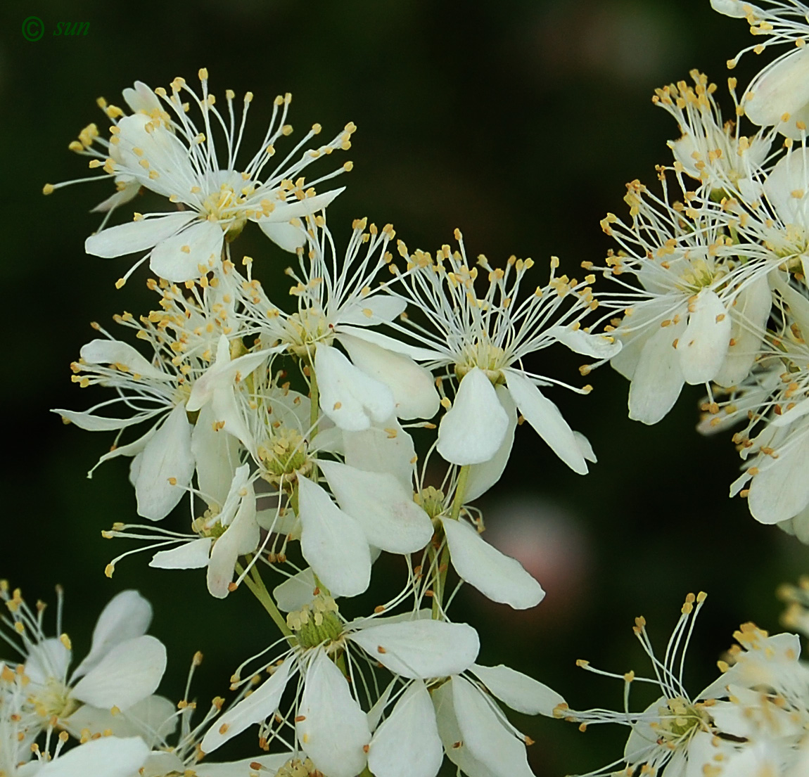 Image of Filipendula vulgaris specimen.