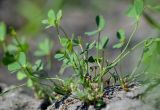 Marsilea aegyptiaca. Спороносящие растения. Астраханская обл., Володарский р-н, окр. с. Ямное, ООПТ \"Бугор Змеиный\", пойменный луг после спада половодья. 25.06.2016.