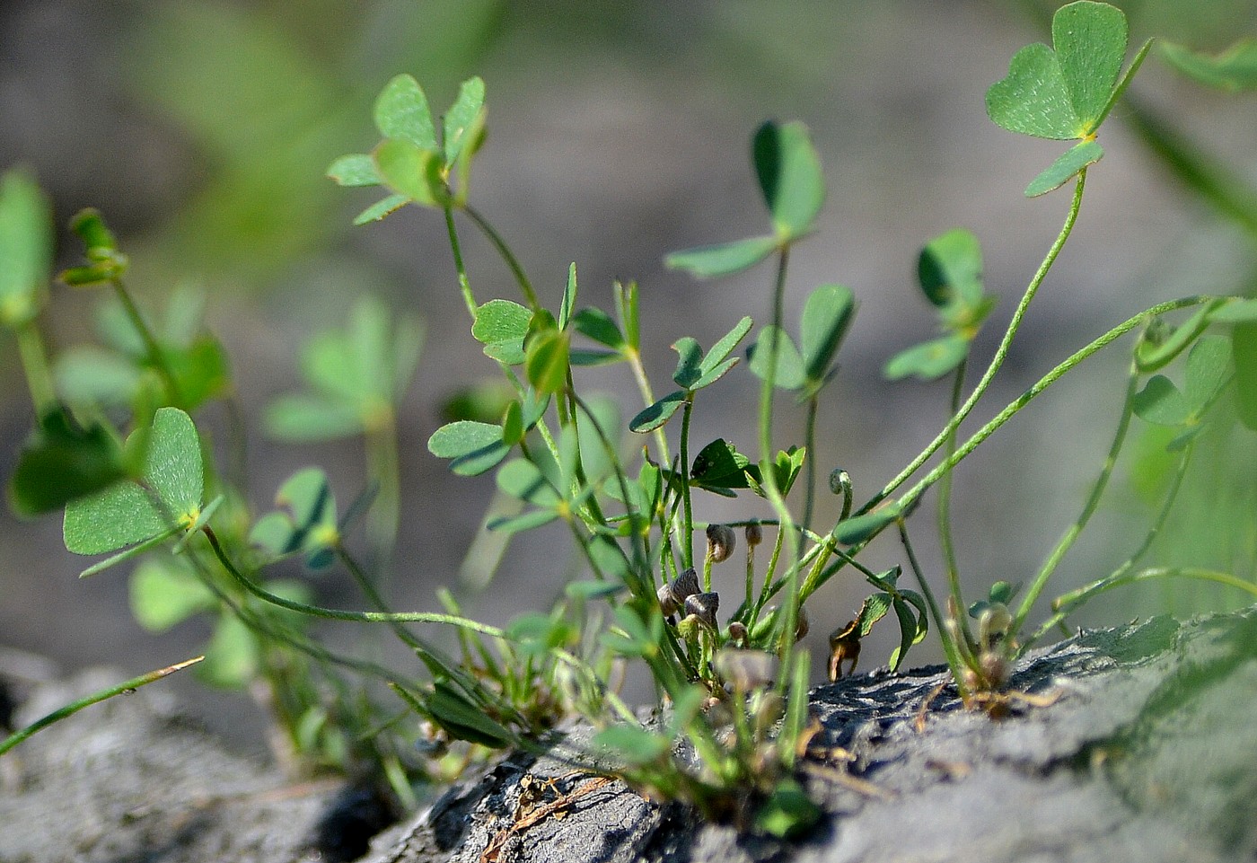 Изображение особи Marsilea aegyptiaca.