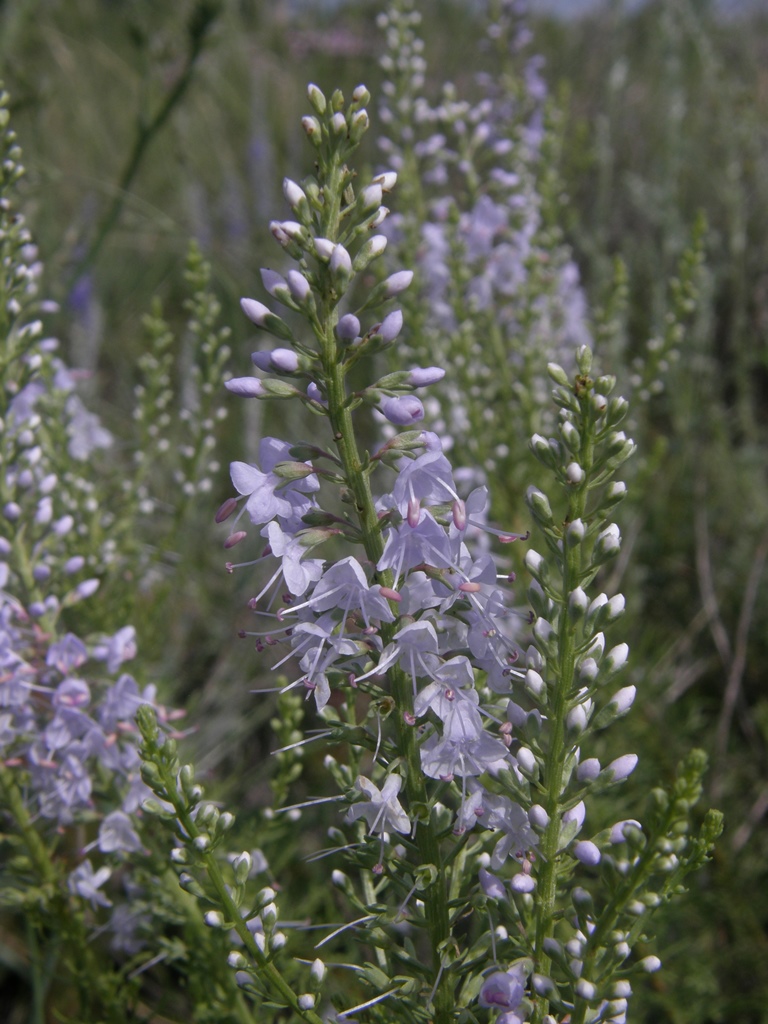 Image of Veronica pinnata specimen.