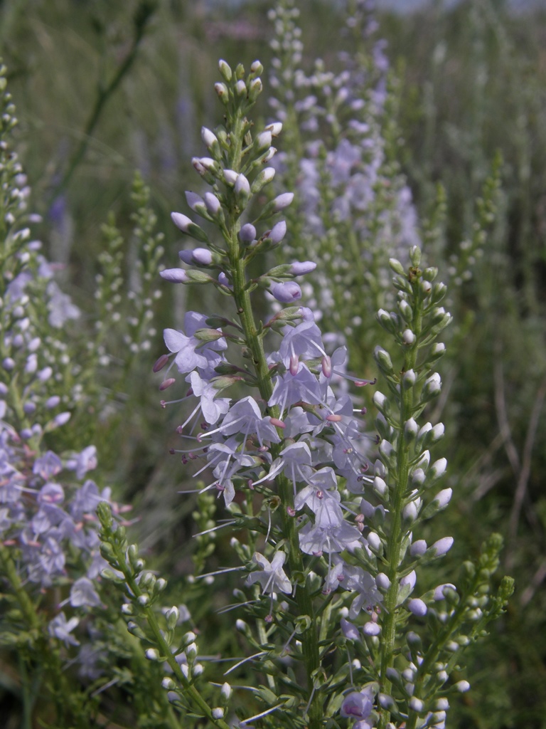 Изображение особи Veronica pinnata.