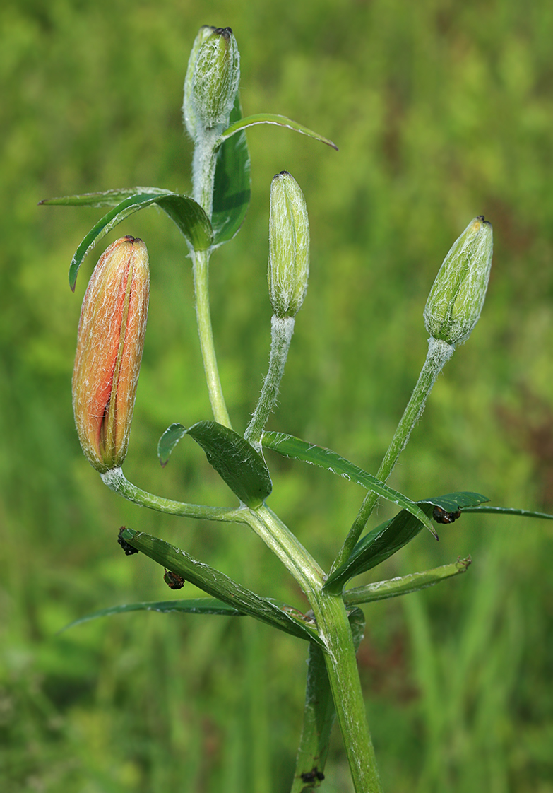 Image of Lilium pensylvanicum specimen.