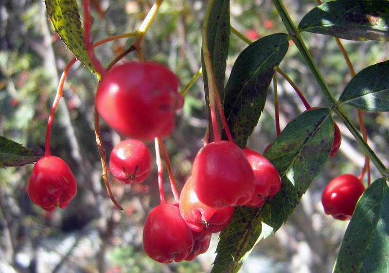 Image of Sorbus tianschanica specimen.