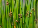 Juncus beringensis. Верхушки побегов с соцветиями. Камчатский край, Елизовский р-н, окр. г. Петропавловск-Камчатский, бухта Средняя Лагерная, сырой и болотистый луг. 12.07.2016.