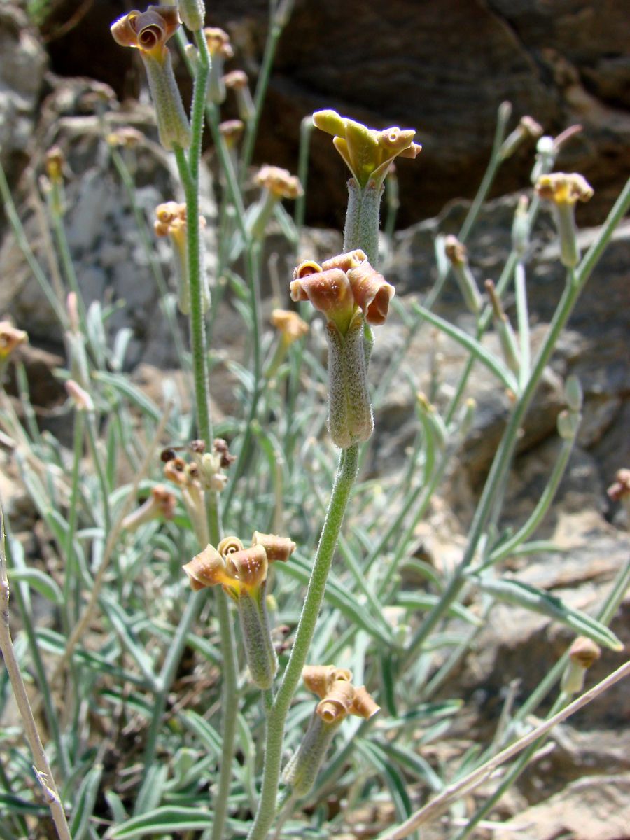 Изображение особи Matthiola integrifolia.