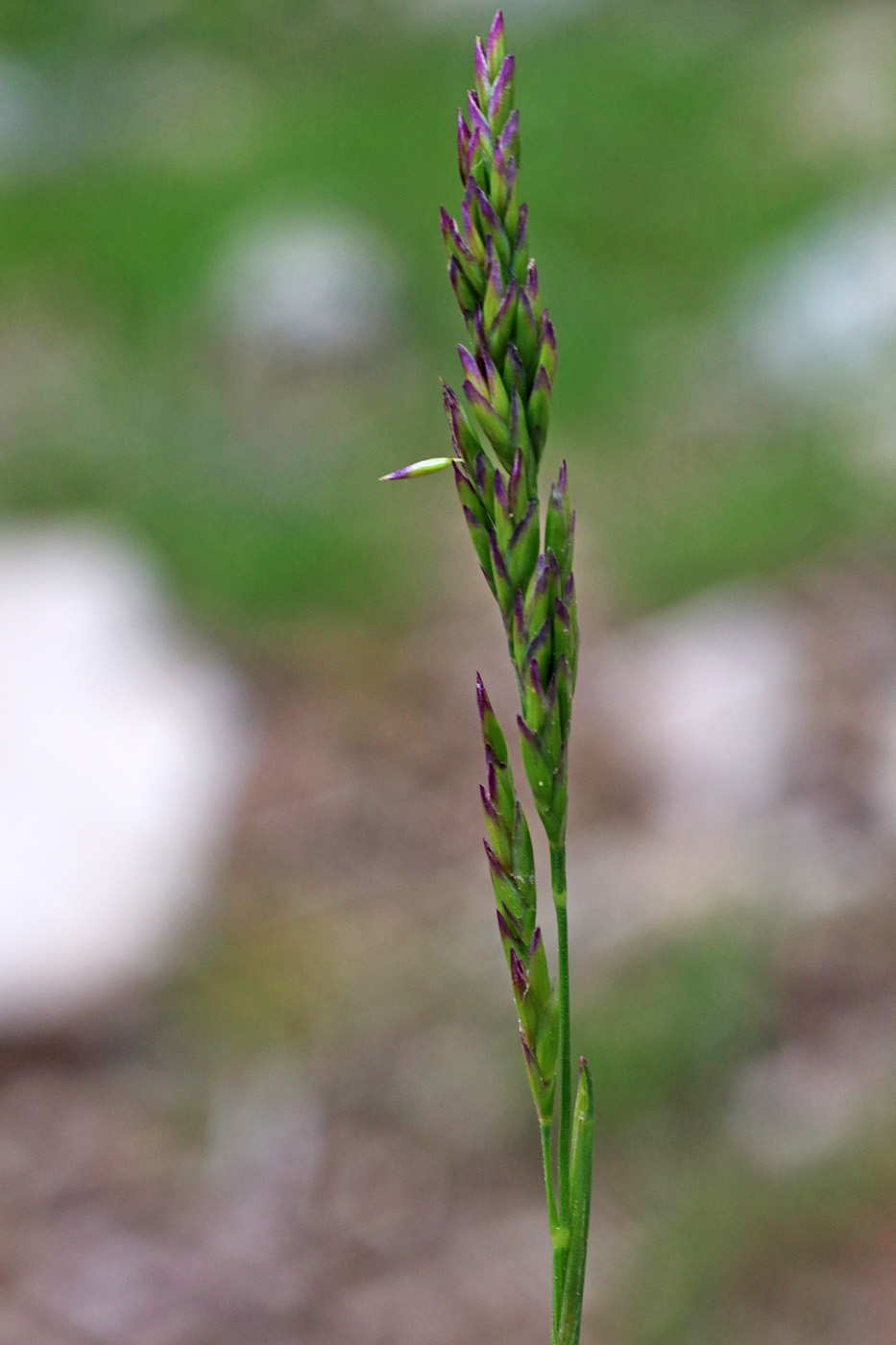 Изображение особи Puccinellia subspicata.