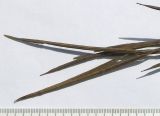 Conringia austriaca