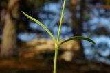 Silene saxatilis