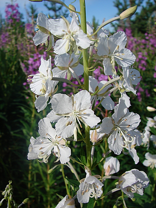 Image of Chamaenerion angustifolium specimen.