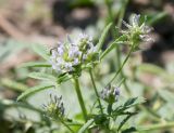 Trigonella procumbens. Верхушка растения с соцветиями и кормящимся насекомым. Ростовская обл., Танаис, у дороги среди раскопок. 04.07.2015.