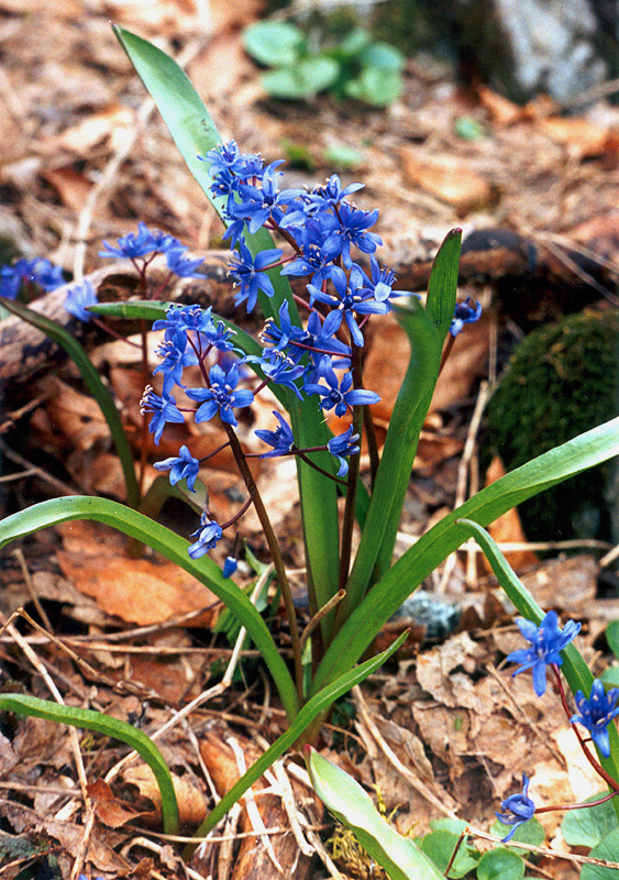 Изображение особи Scilla bifolia.