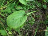 Swertia veratroides. Прикорневой лист. Приморский край, Партизанский р-н, п-ов Трудный к югу от м. Елизарова, разреженный ясеневник (ясень маньчжурский), на террасе вблизи моря. 24.09.2016.