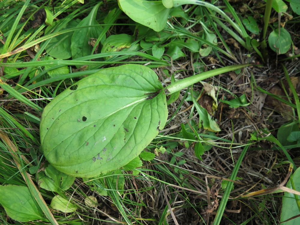 Image of Swertia veratroides specimen.