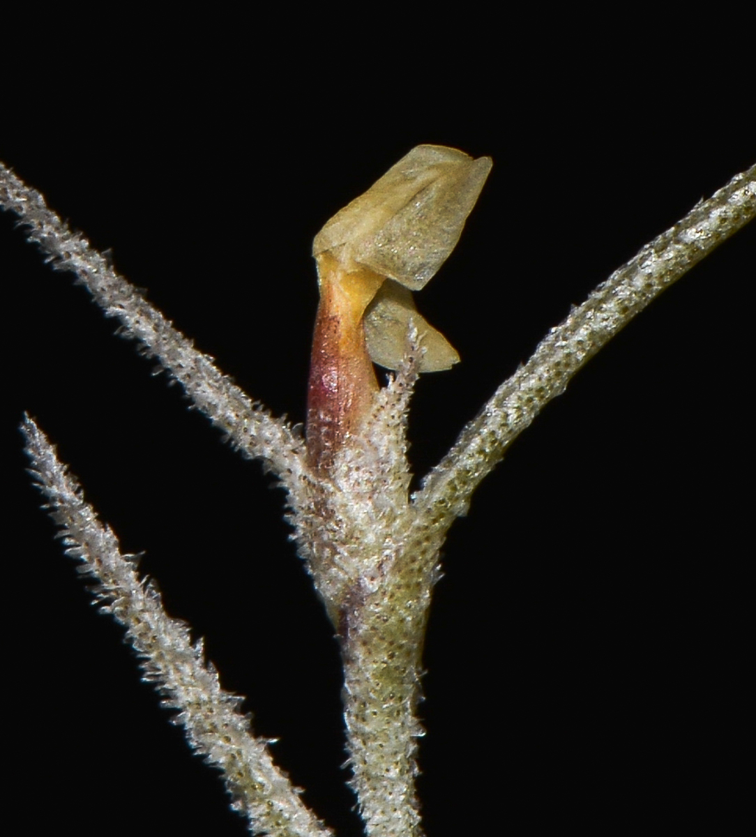 Изображение особи Tillandsia usneoides.