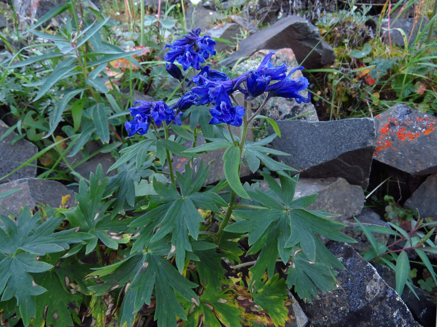 Image of Delphinium chamissonis specimen.