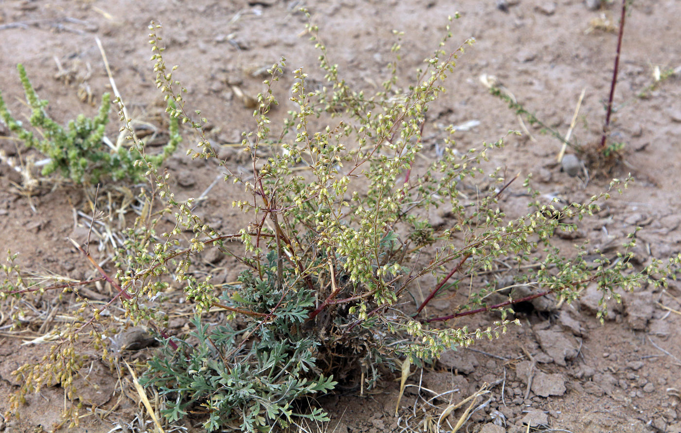 Изображение особи Artemisia scotina.