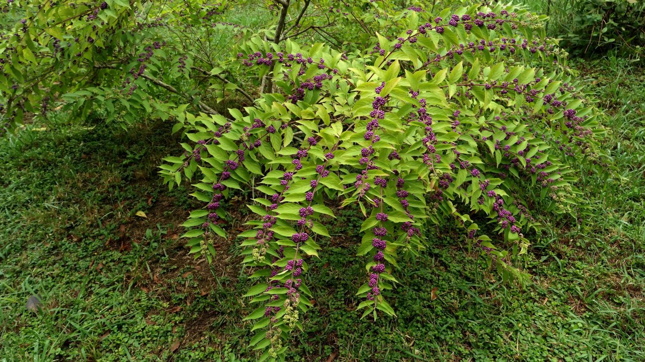 Image of genus Callicarpa specimen.