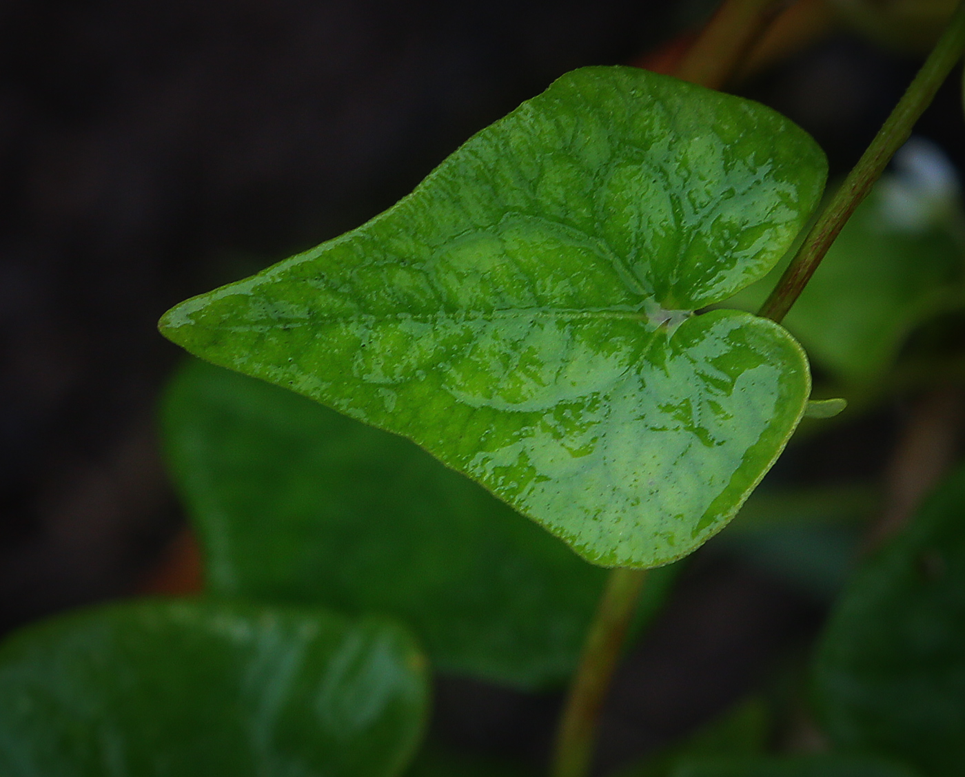 Изображение особи Fagopyrum esculentum.