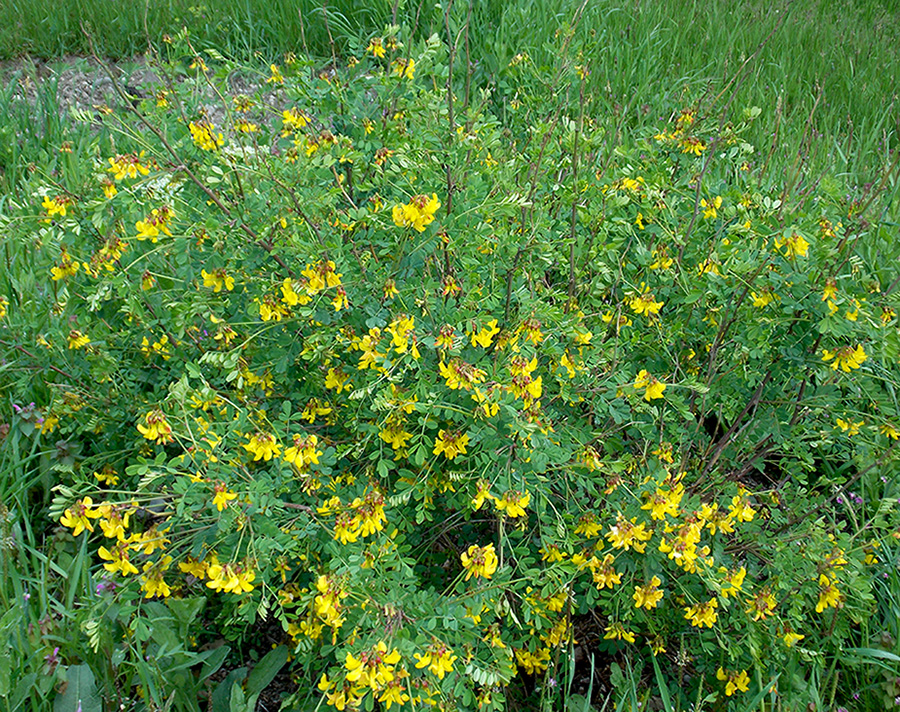 Изображение особи Hippocrepis emeroides.