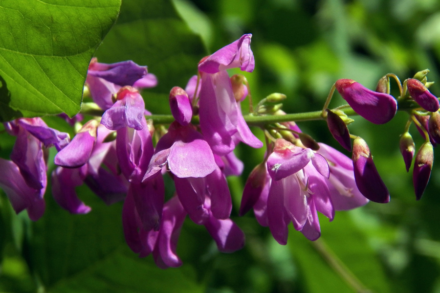 Image of Desmodium elegans specimen.