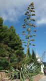 Agave americana. Плодоносящее растение. Крым, Южный Берег, Партенит, парк ЛОК \"Айвазовское\". 18.10.2015.