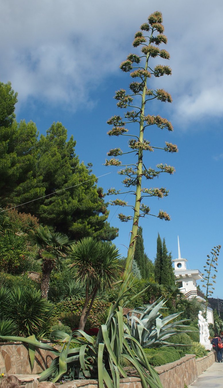 Изображение особи Agave americana.