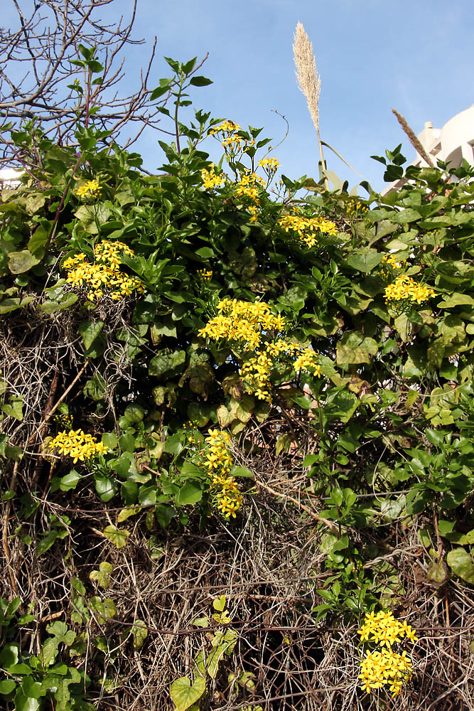 Image of Senecio angulatus specimen.