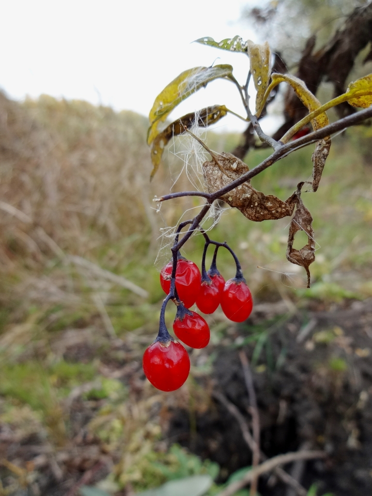 Image of Solanum dulcamara specimen.