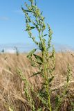 Chenopodium album