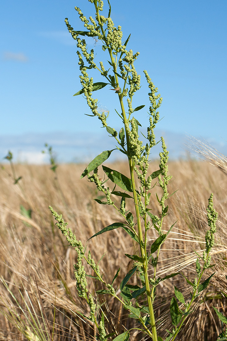 Изображение особи Chenopodium album.